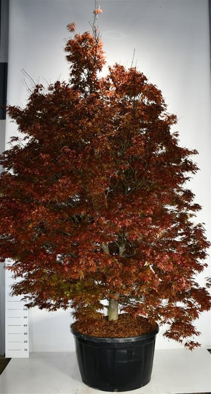 Acer pal. 'Skeeter's Broom', D 80