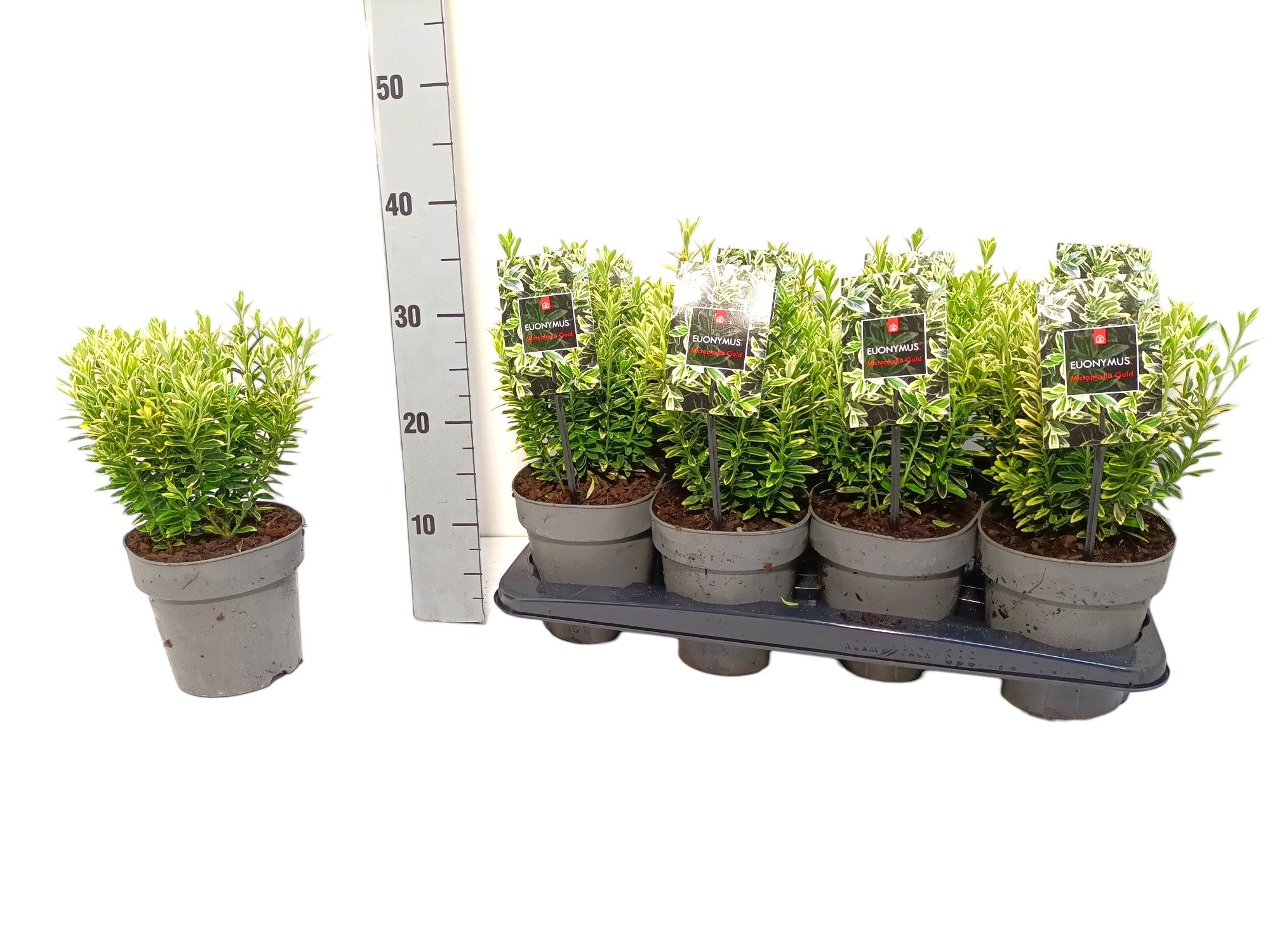 Euonymus japonicus 'Microphyllus Aureovariegatus Gold', D 15