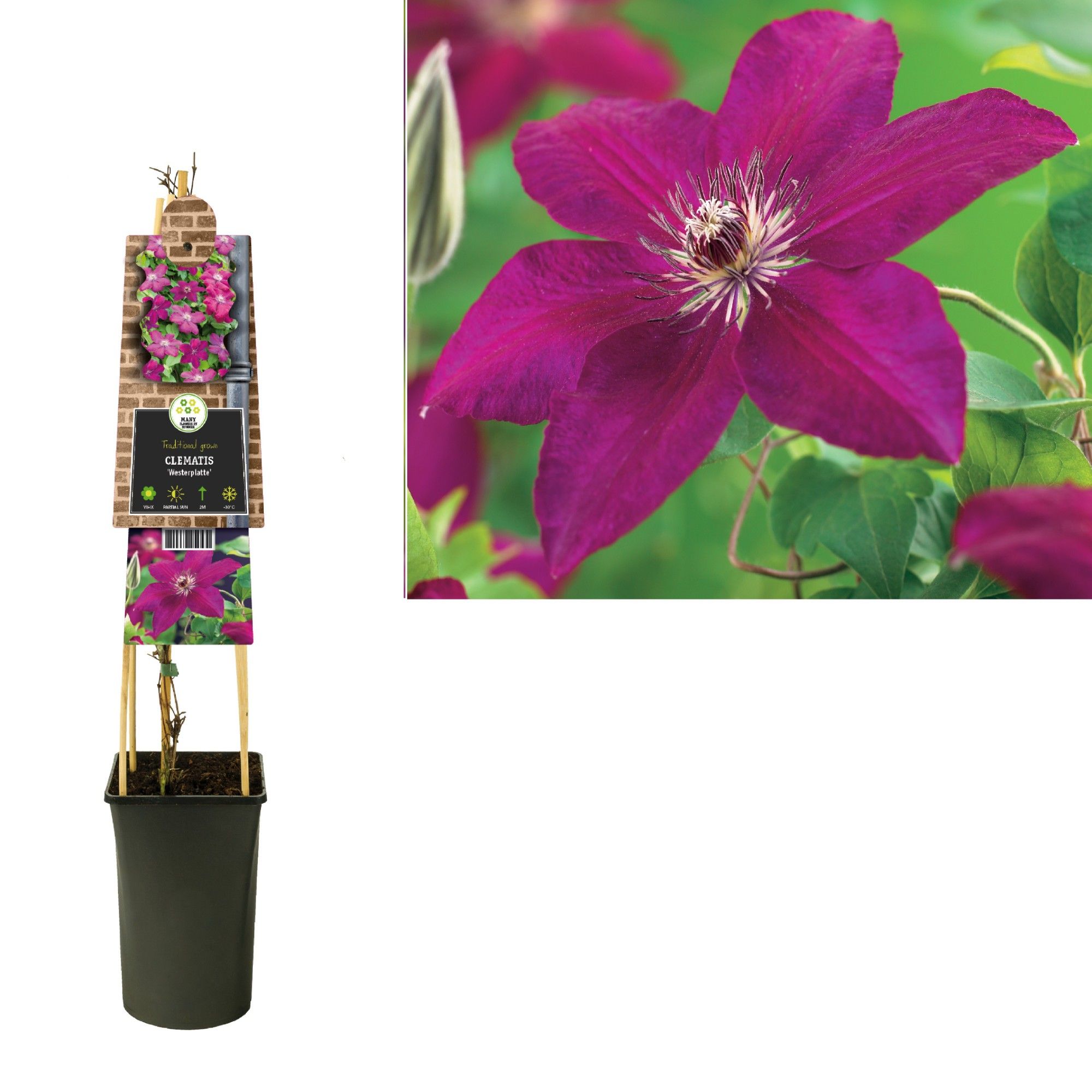 Clematis 'Westerplatte' +3.0 label, D 17
