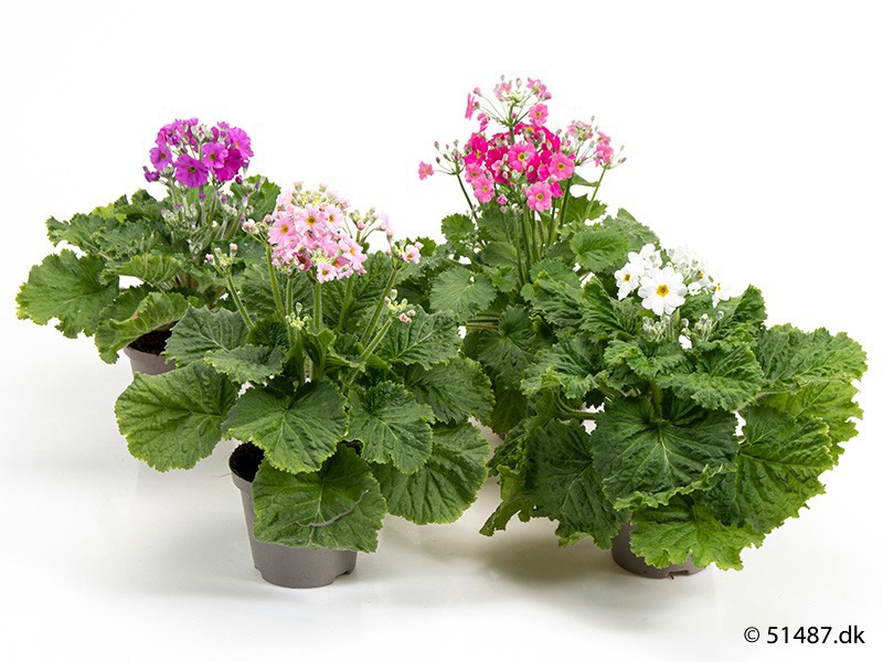 PRIMULA MALACOIDES, D 10