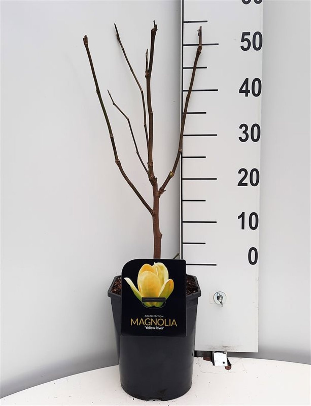 Magnolia 'Yellow River', D 21