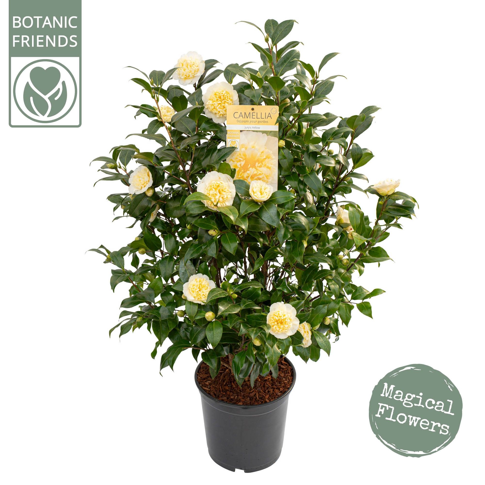 Camellia wil. 'Jury's Yellow', D 29