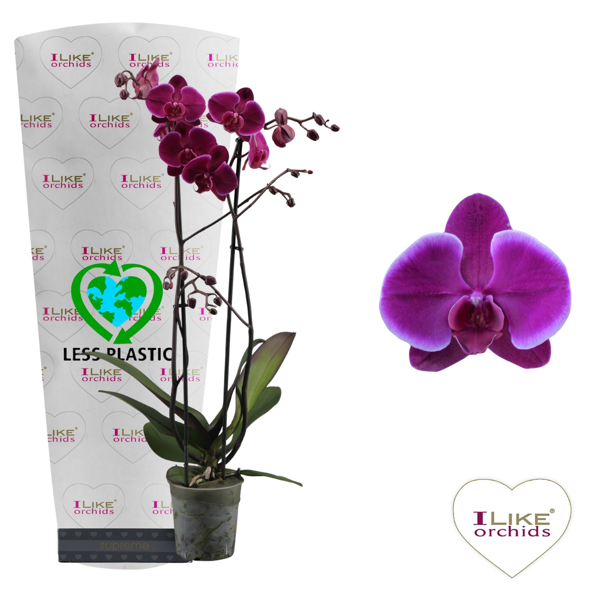 Phalaenopsis Starsailor - 2 tak 60cm (Less Plastic), D 12