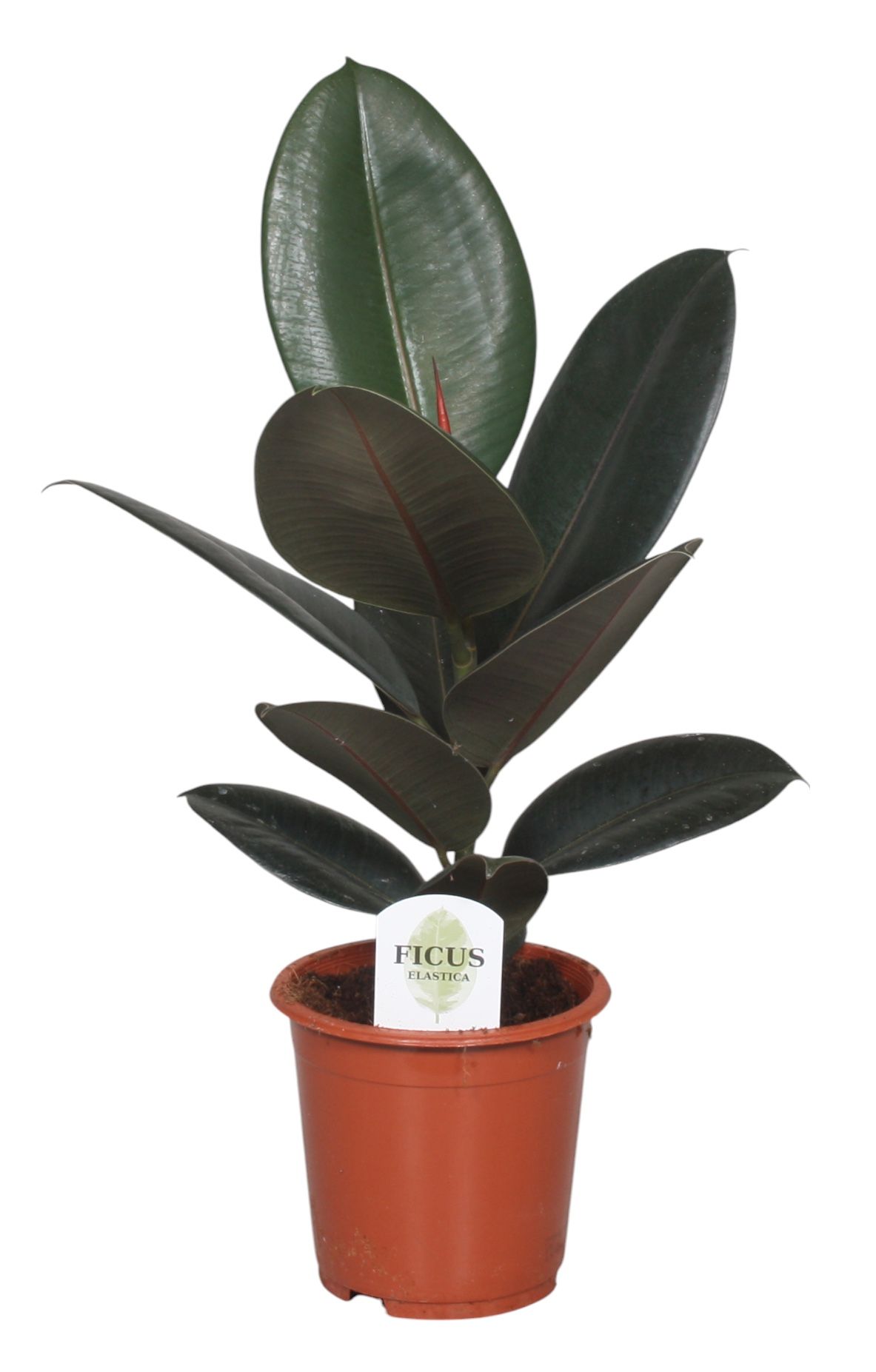 Ficus Elastica Abidjan, D 17