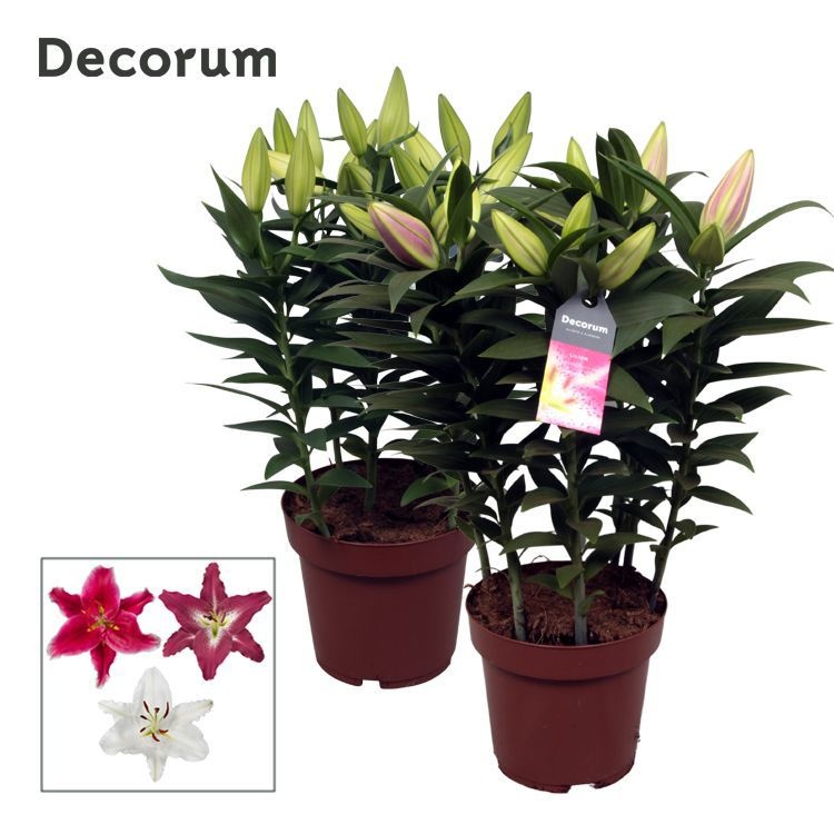 Lilium Or. Special Mix 19cm full CC, D 19