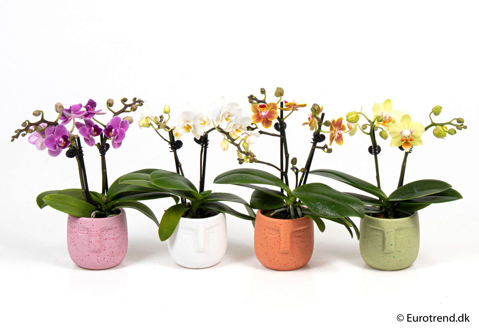 Phalaenopsis 2 spikes in ceramic - New Look 2025, D 6