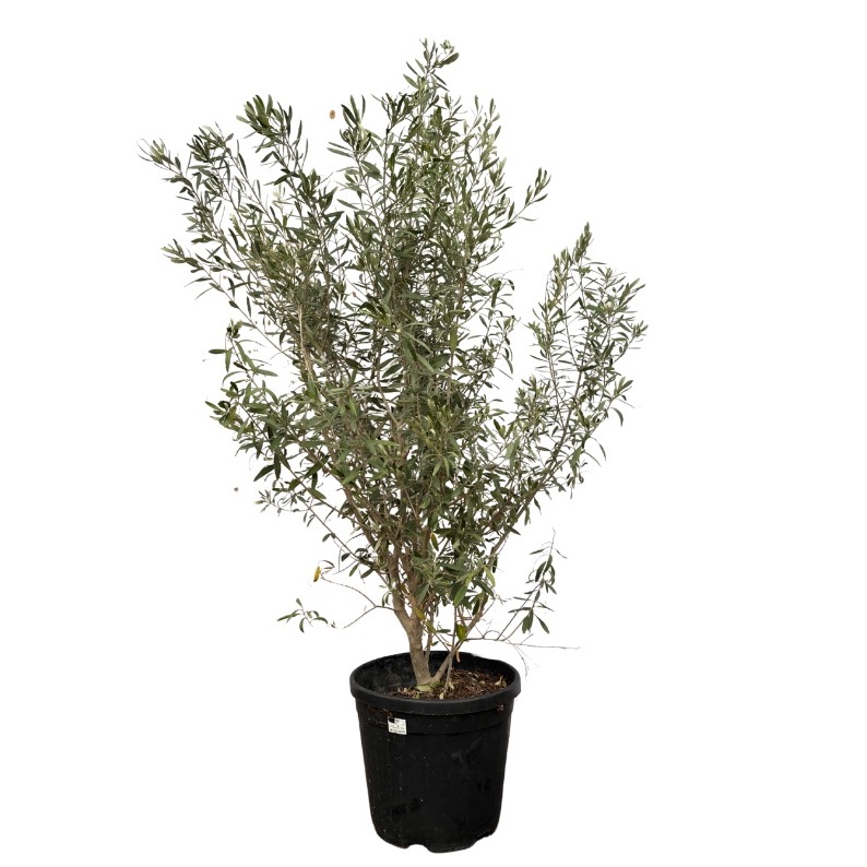 Olea Europaea Bush - 160cm, D 40