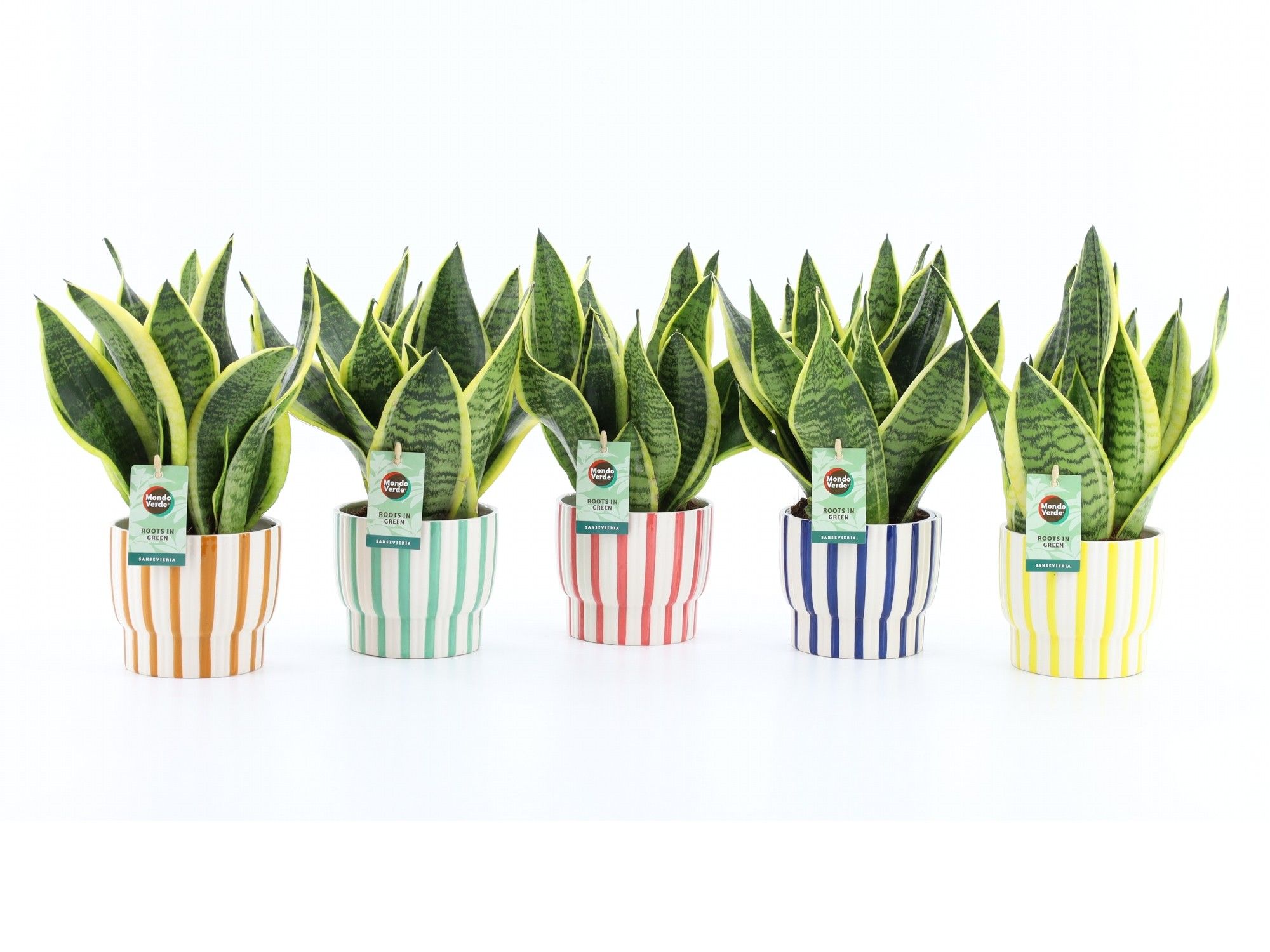 Sansevieria 'Futura Superba' in Pastel Stripe, D 13