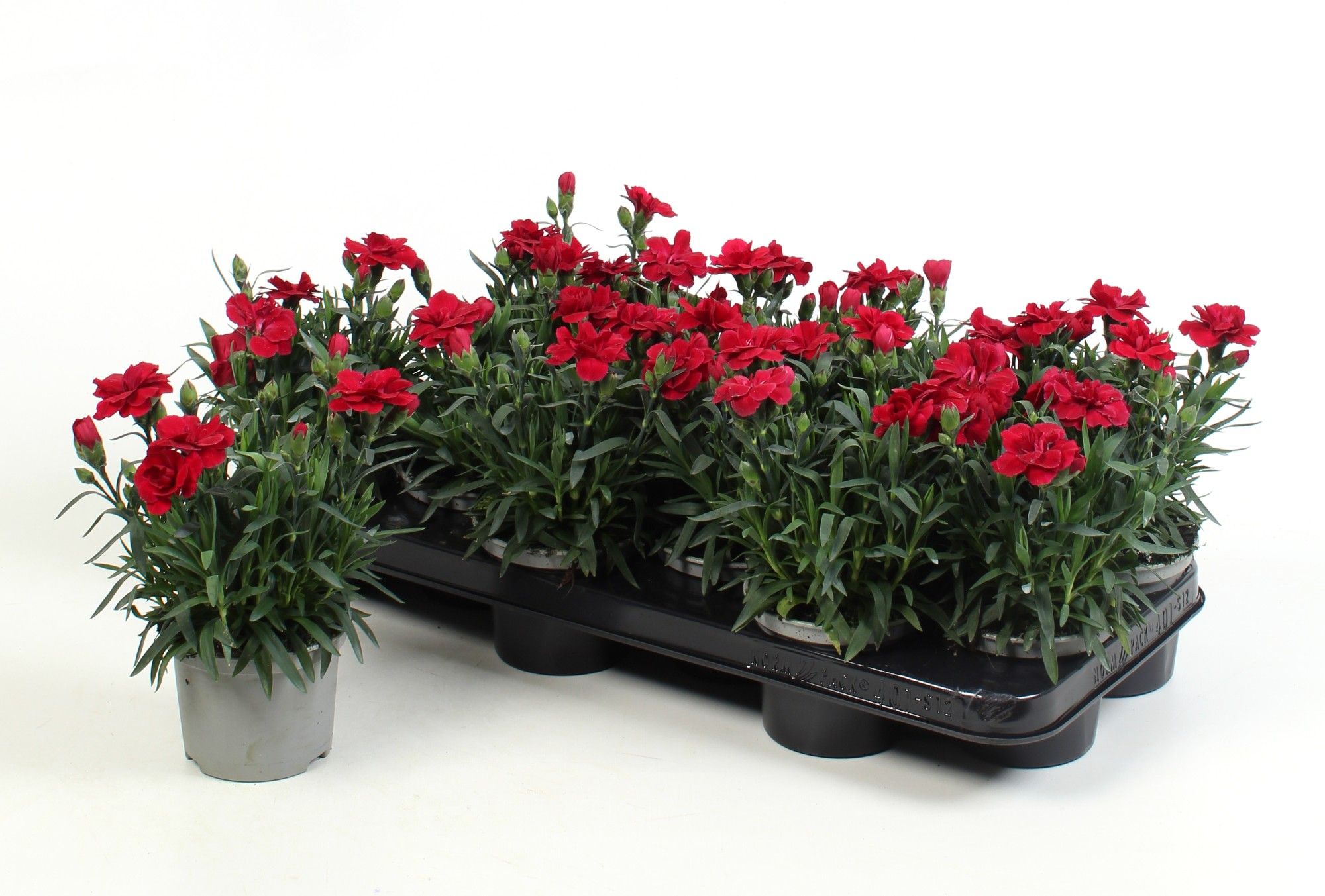 Dianthus Oscar Cherry, D 10,5