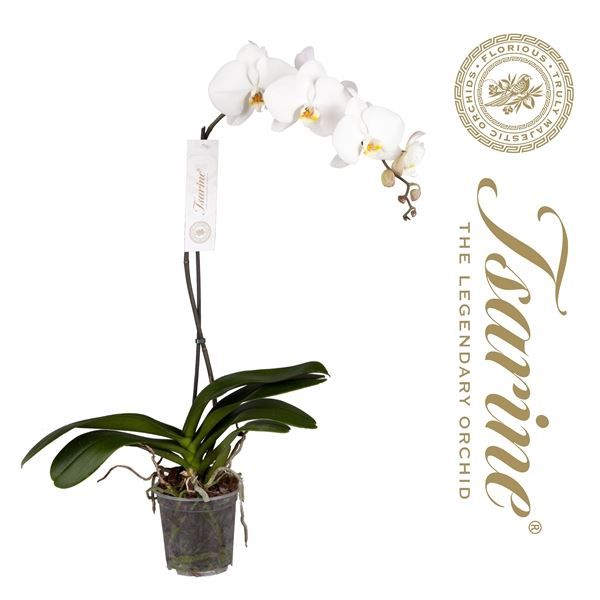 Phal p15 white 1T, D 15