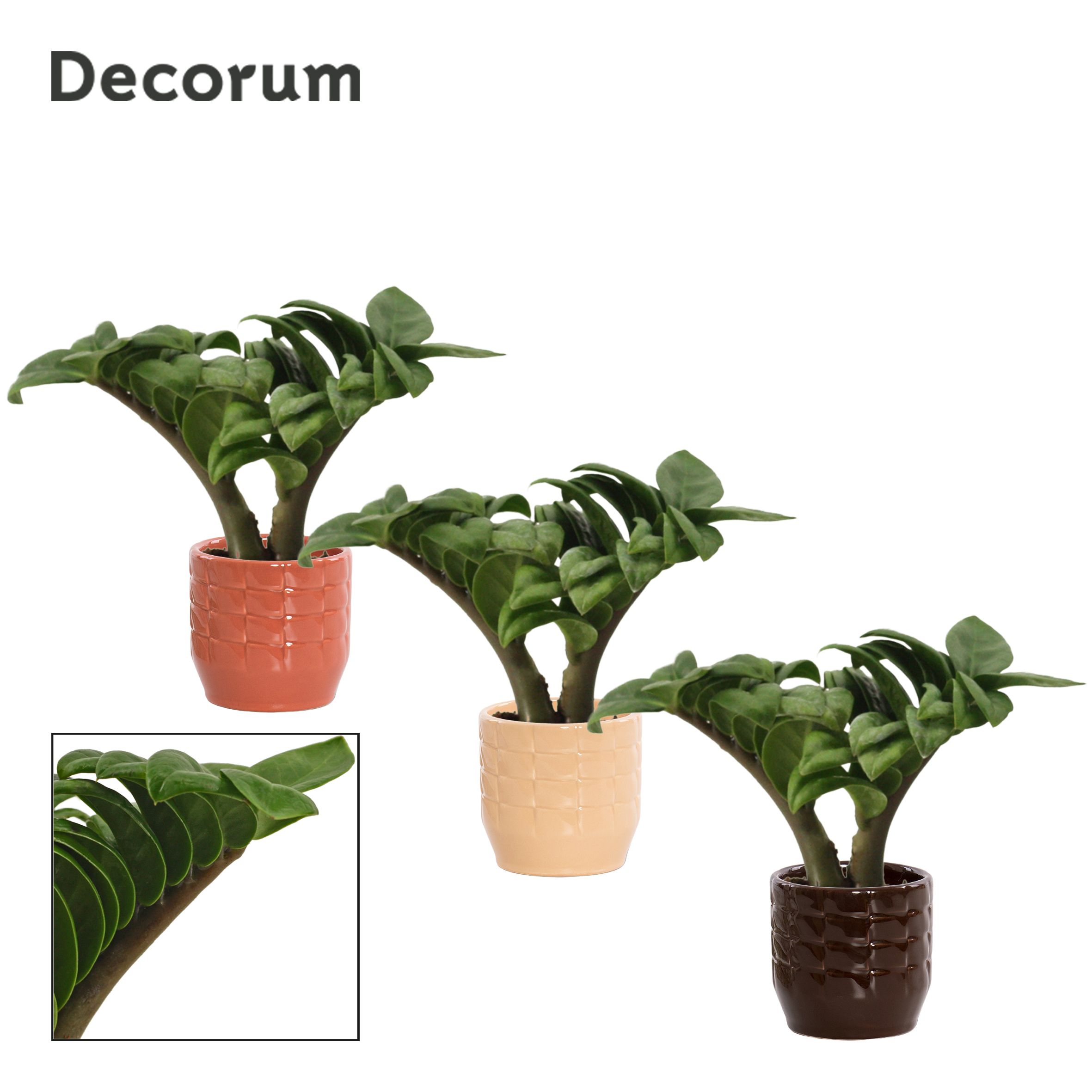 Zamioculcas Zenzi V-Leaf 6 cm Decorum, 2 veren in Sanne (Nature, D 6