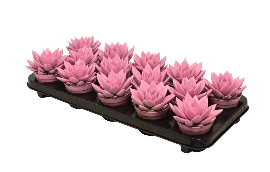 Miranda coloured pink, D 8,5