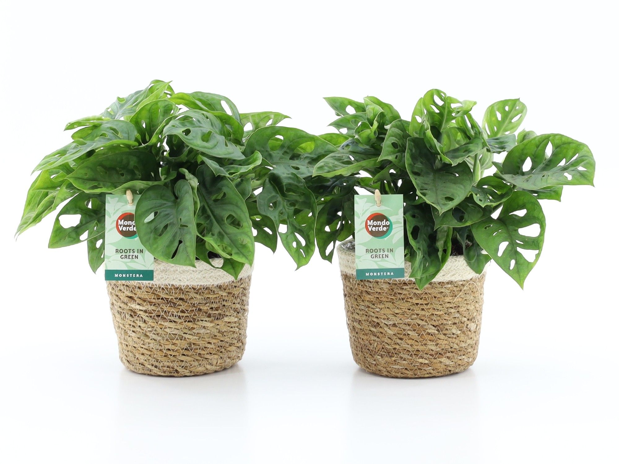 Monstera Adansonii in Noah Korb, D 14