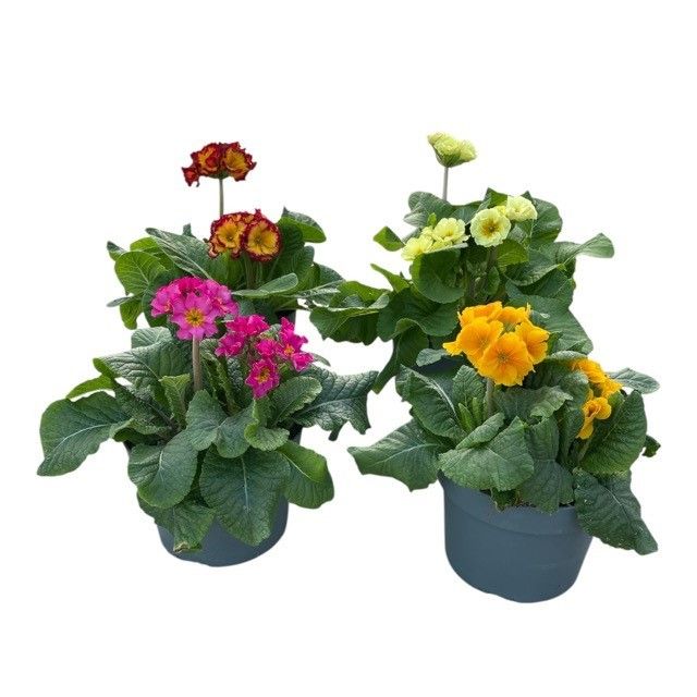 Primula elatior 'Gold Nuggets' mix P19, D 19