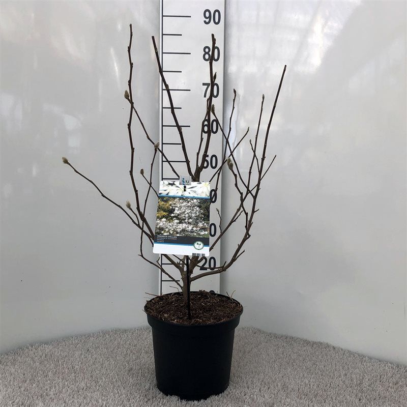 Magnolia stellata, D 23