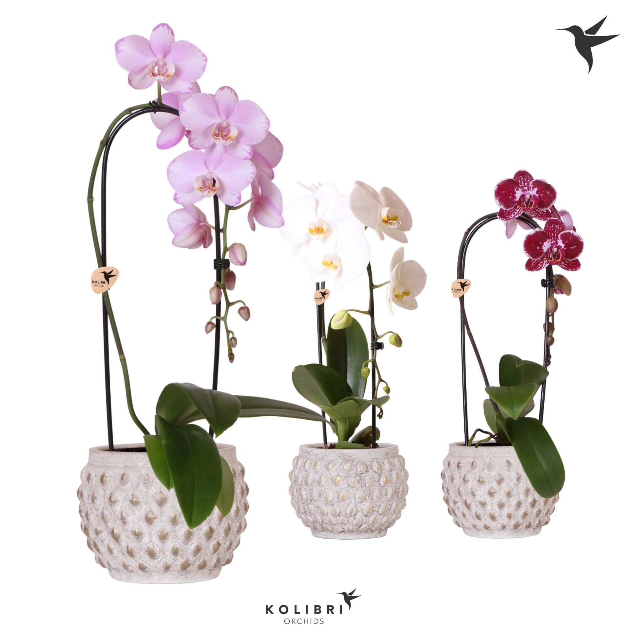 Kolibri Orchids Phalaenopsis Cascade Niagara Fall mix 1 spike in Marrakesh pot gold copper mix, D 12