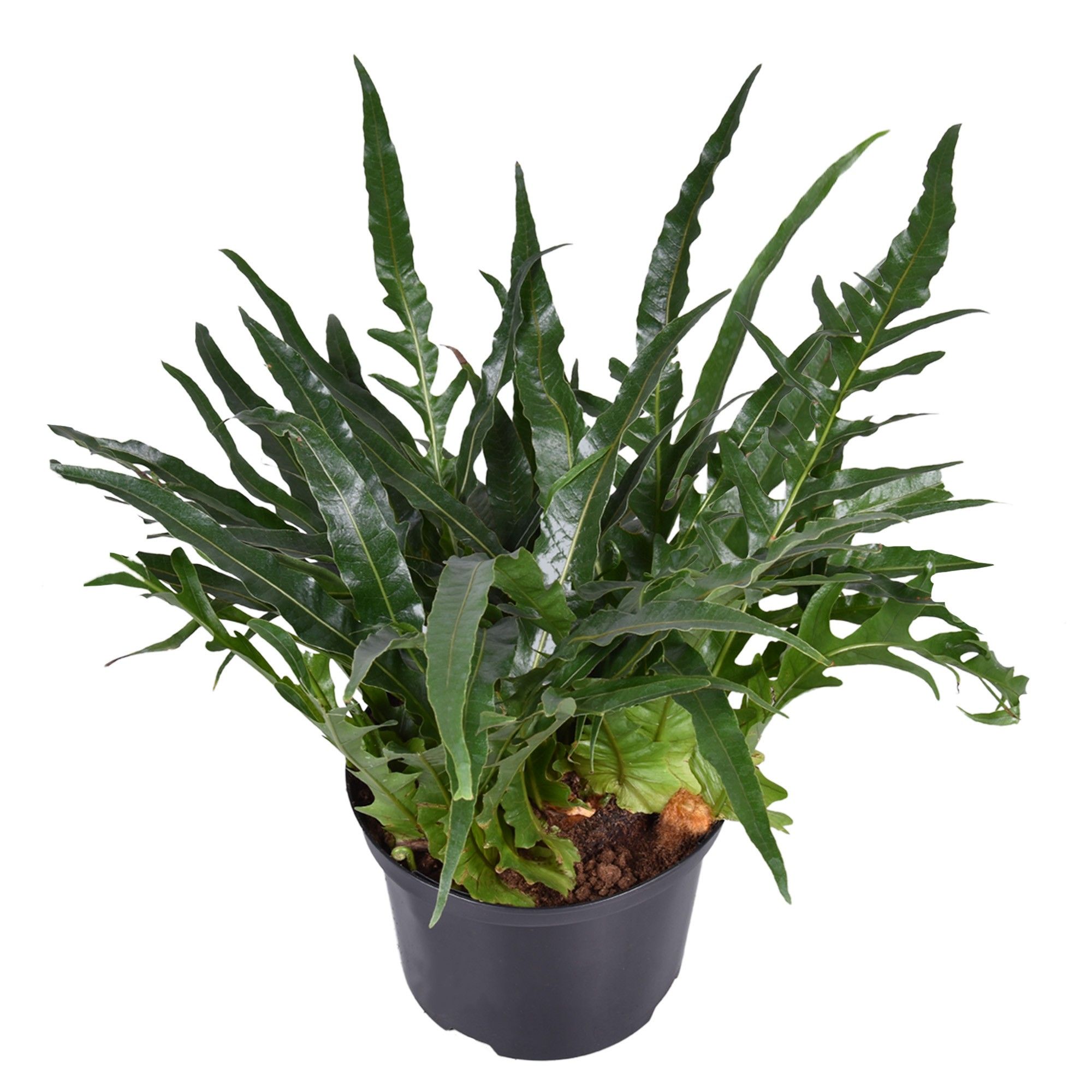 Aglaomorpha Coronans JIM, D 23