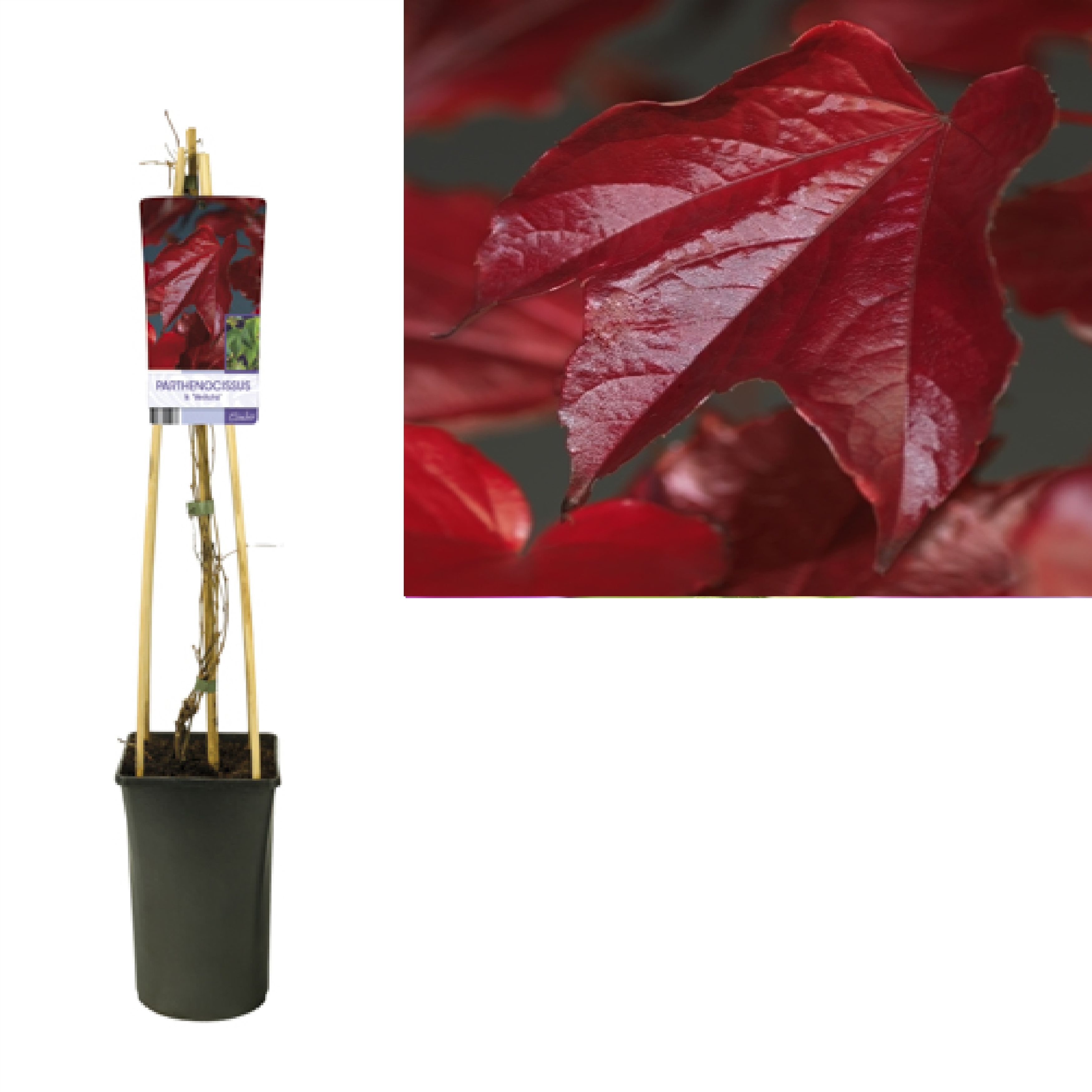Parthenocissus tr. 'Veitchii' +light label, D 17