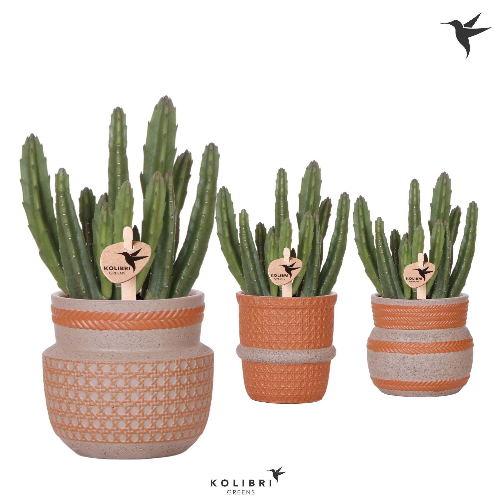Kolibri Greens Stapelia Leendertziae in Ethnic pot terracotta mix, D 9