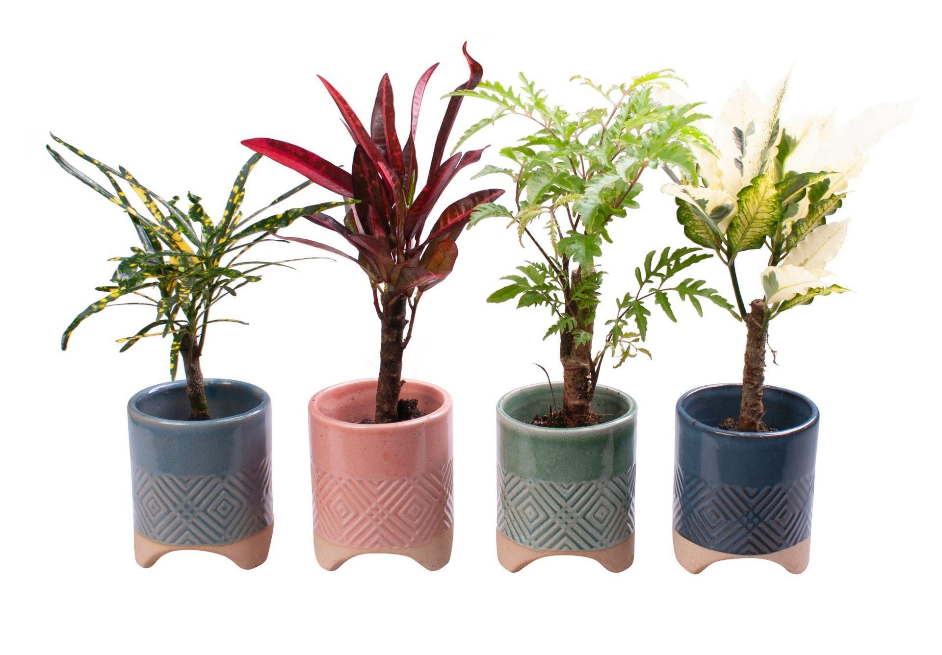 L 65570 with Codiaeum Mix, D 6