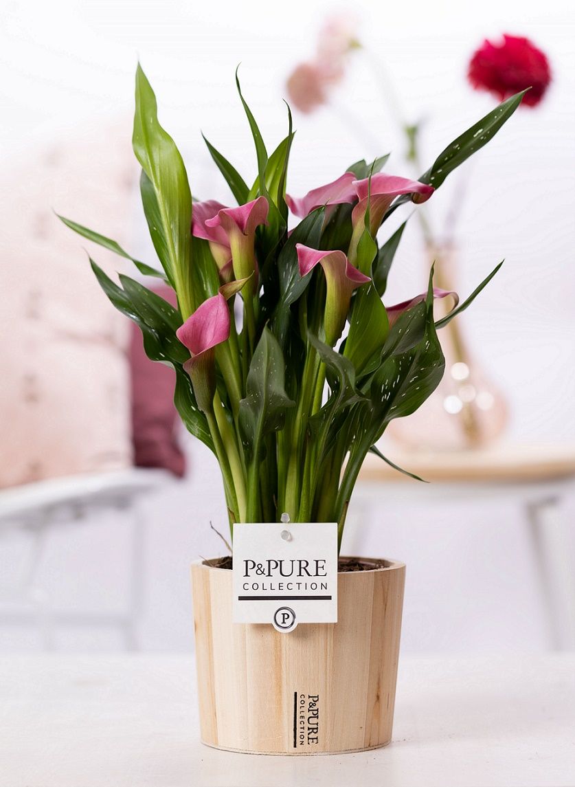Zantedeschia pink in P&PURE Wood 5, D 12
