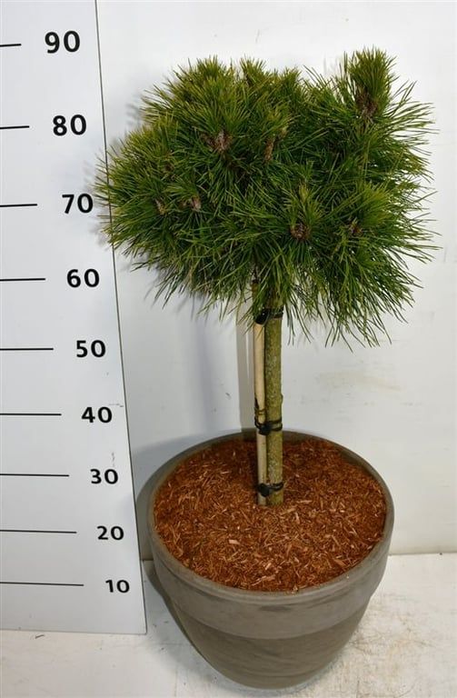 Pinus mugo 'Varella', D 35