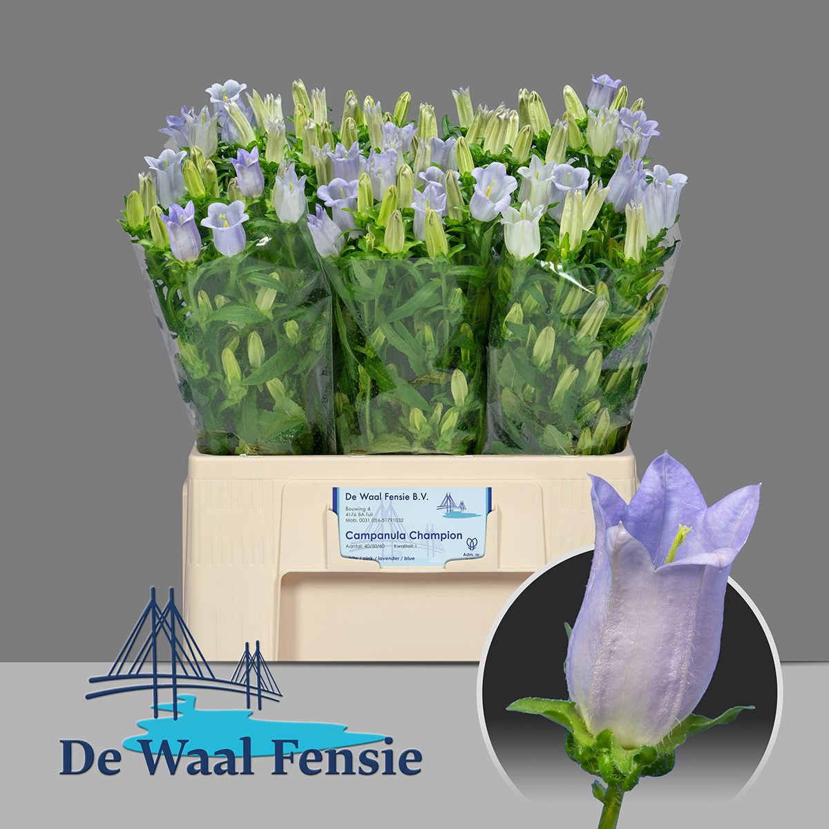 Кампанула Чемпион Лавендер 60, шт.