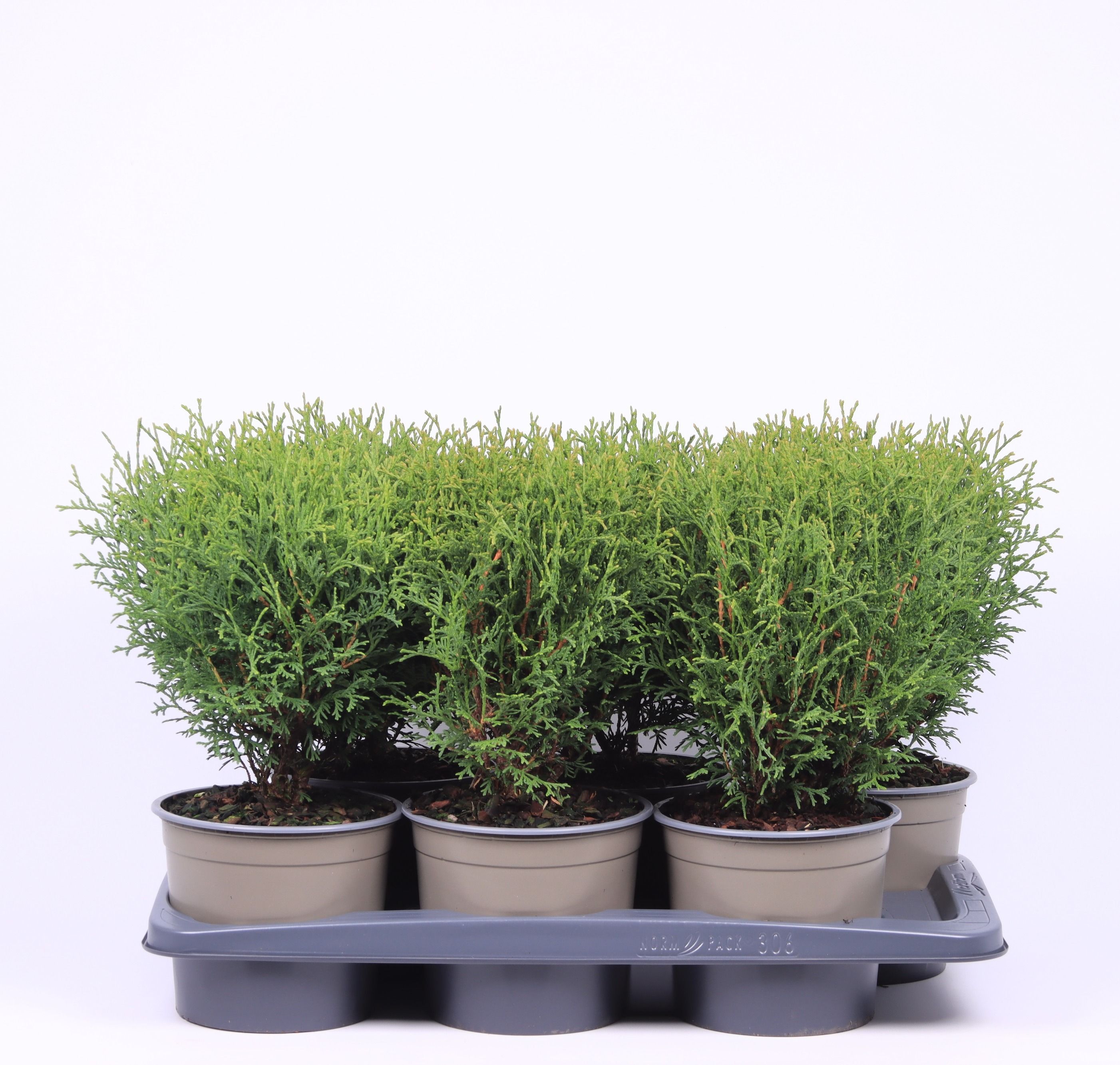 Thuja occidentalis 'Tiny Tim', D 17