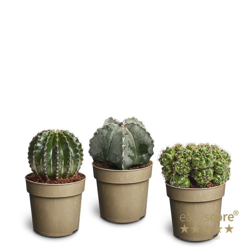 CACTUS MIX 11180100 Cactus collection, D 11