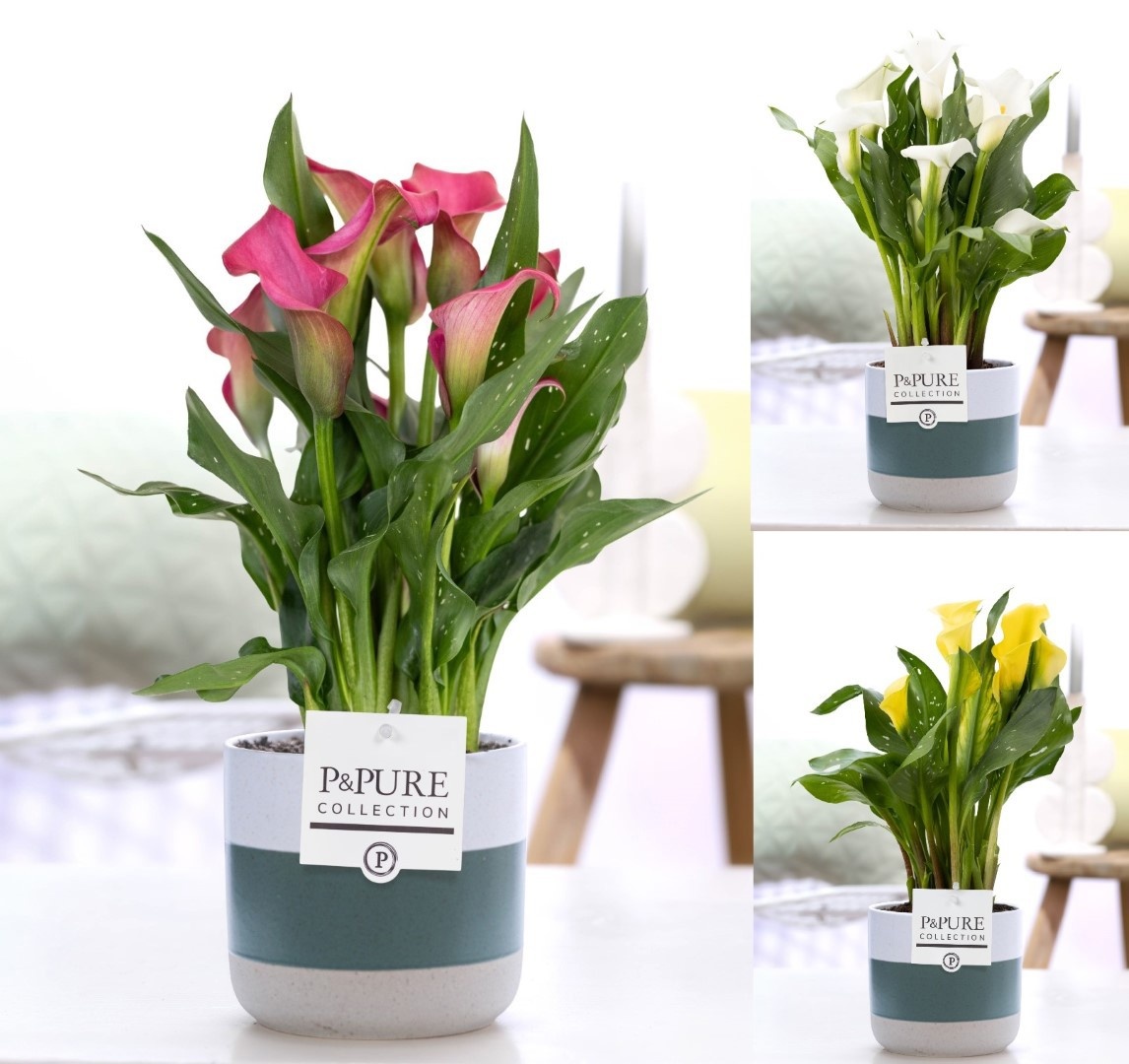 Zantedeschia mix in P&PURE Lauren ceramics, D 12