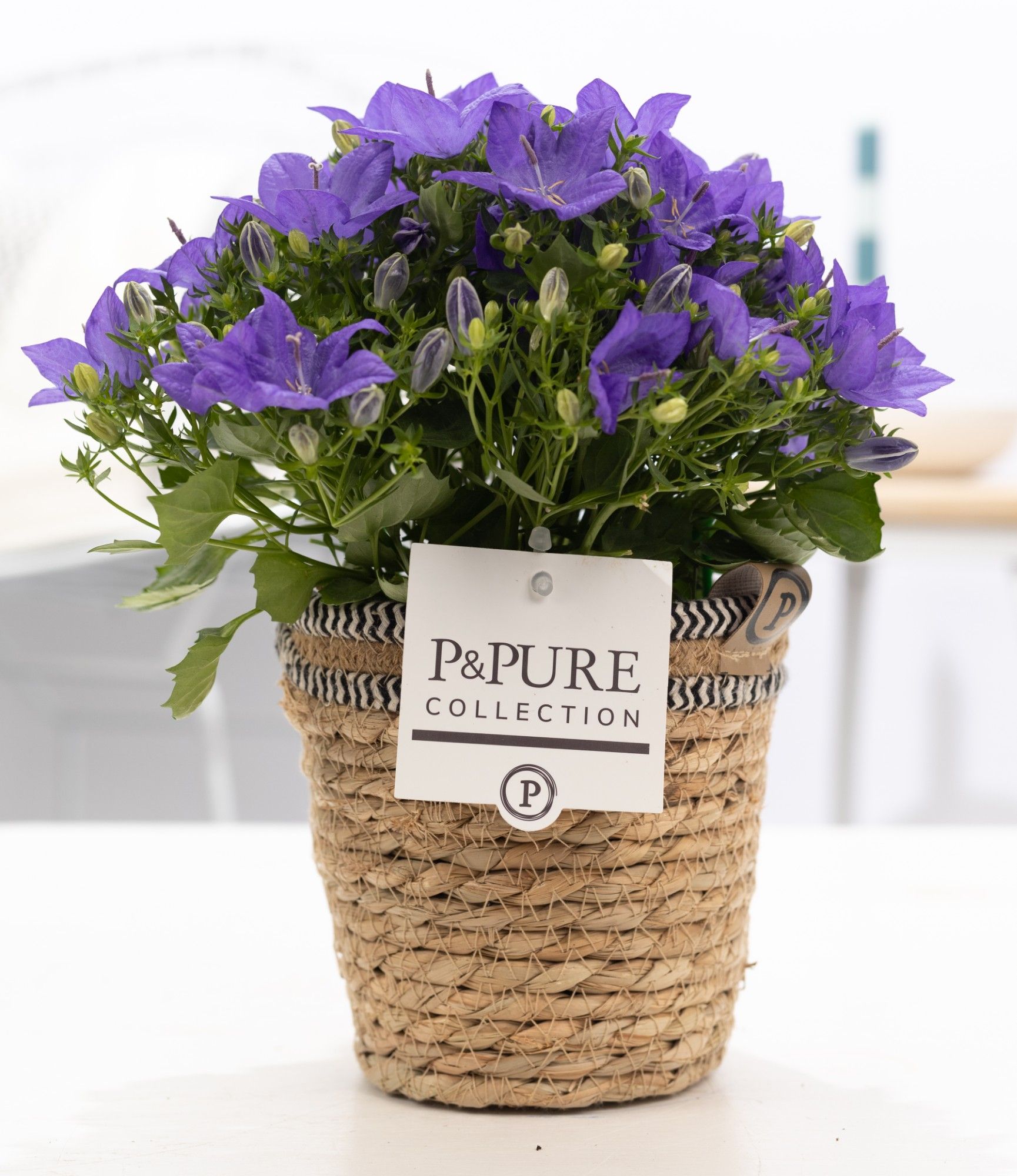 Campanula 'Napoli' Pure Basket, D 15