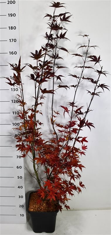 Acer pal. 'Bloodgood', D 32
