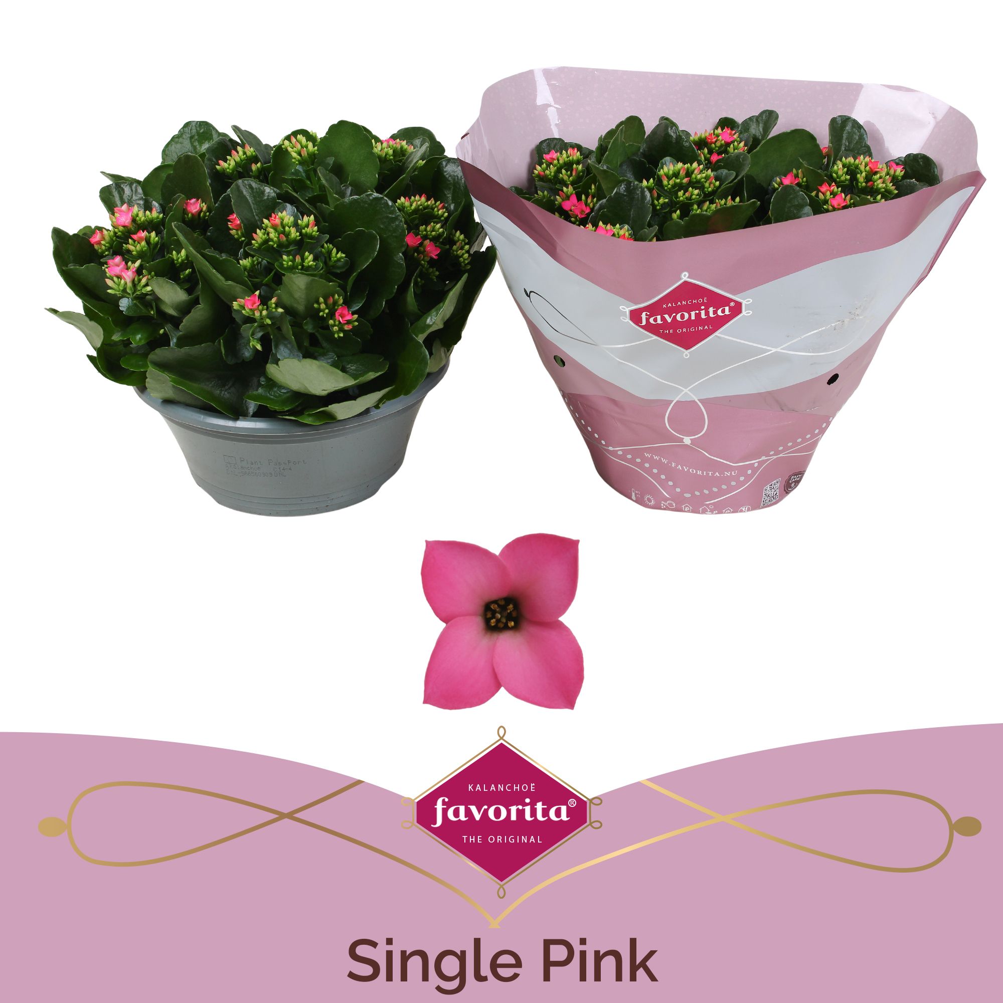 Kalanchoë Single Pink in SV.COloursleeve, D 23