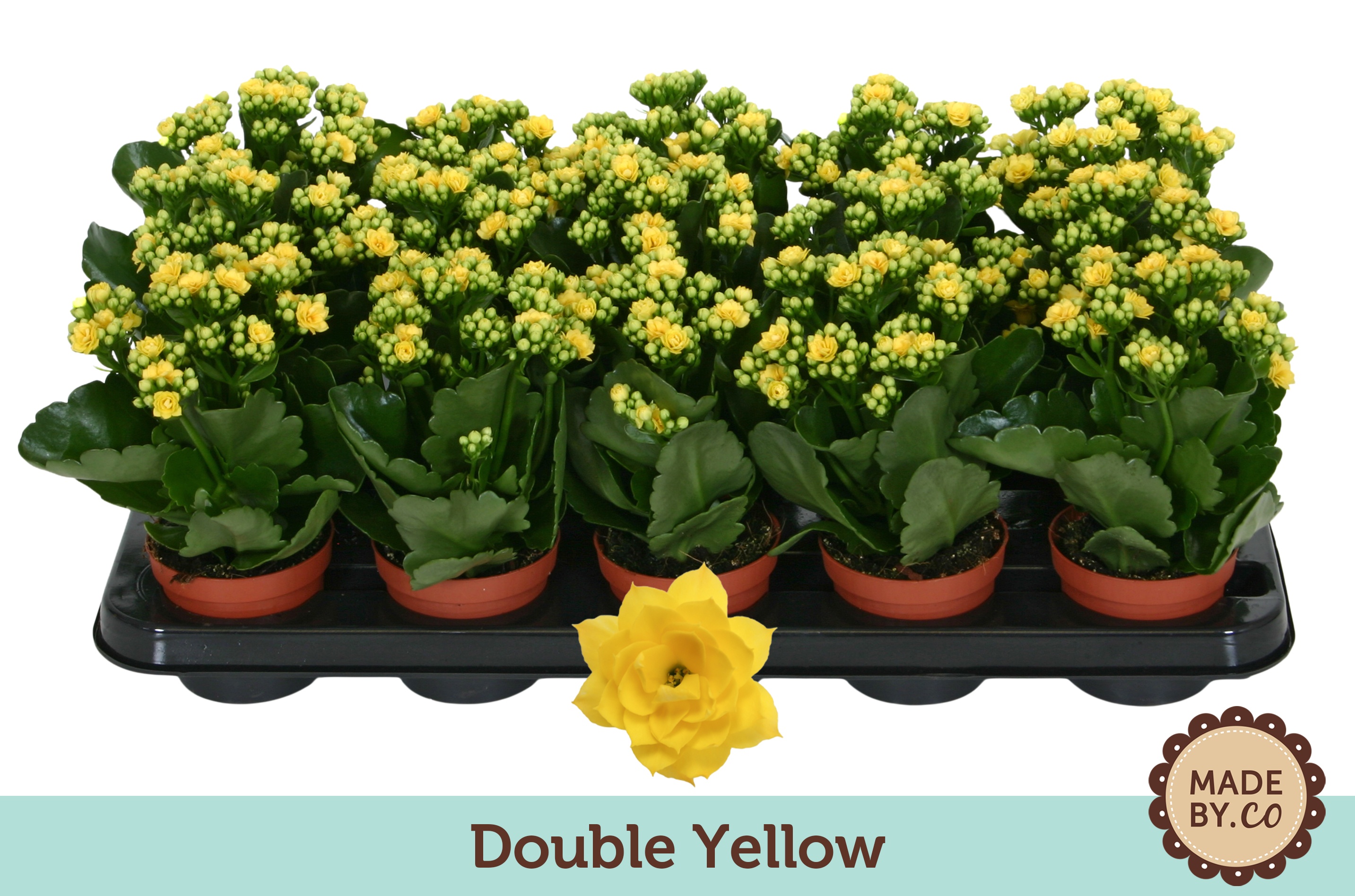 Kalanchoë Double Yellow - no sleeve, D 9