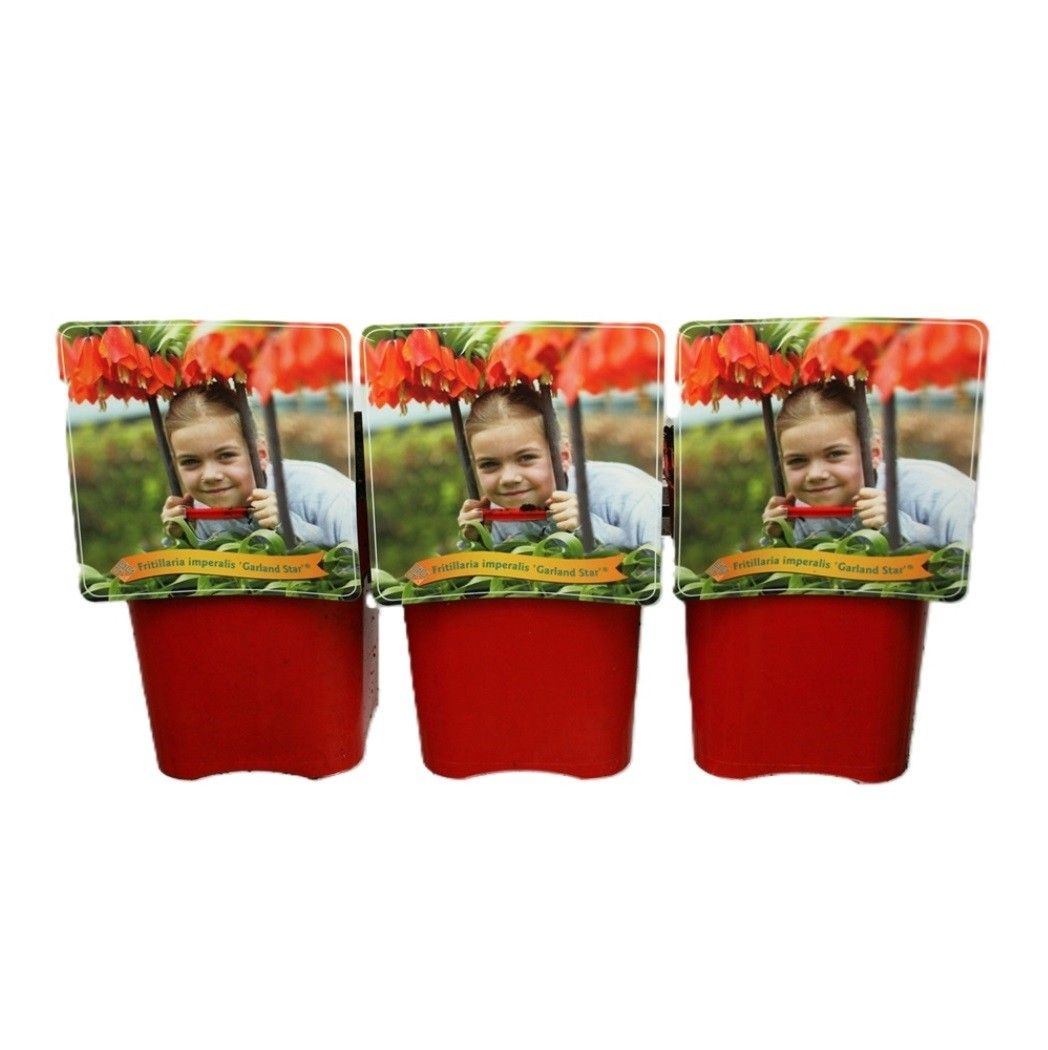 Fritillaria 'Garland Star' C5, D 21