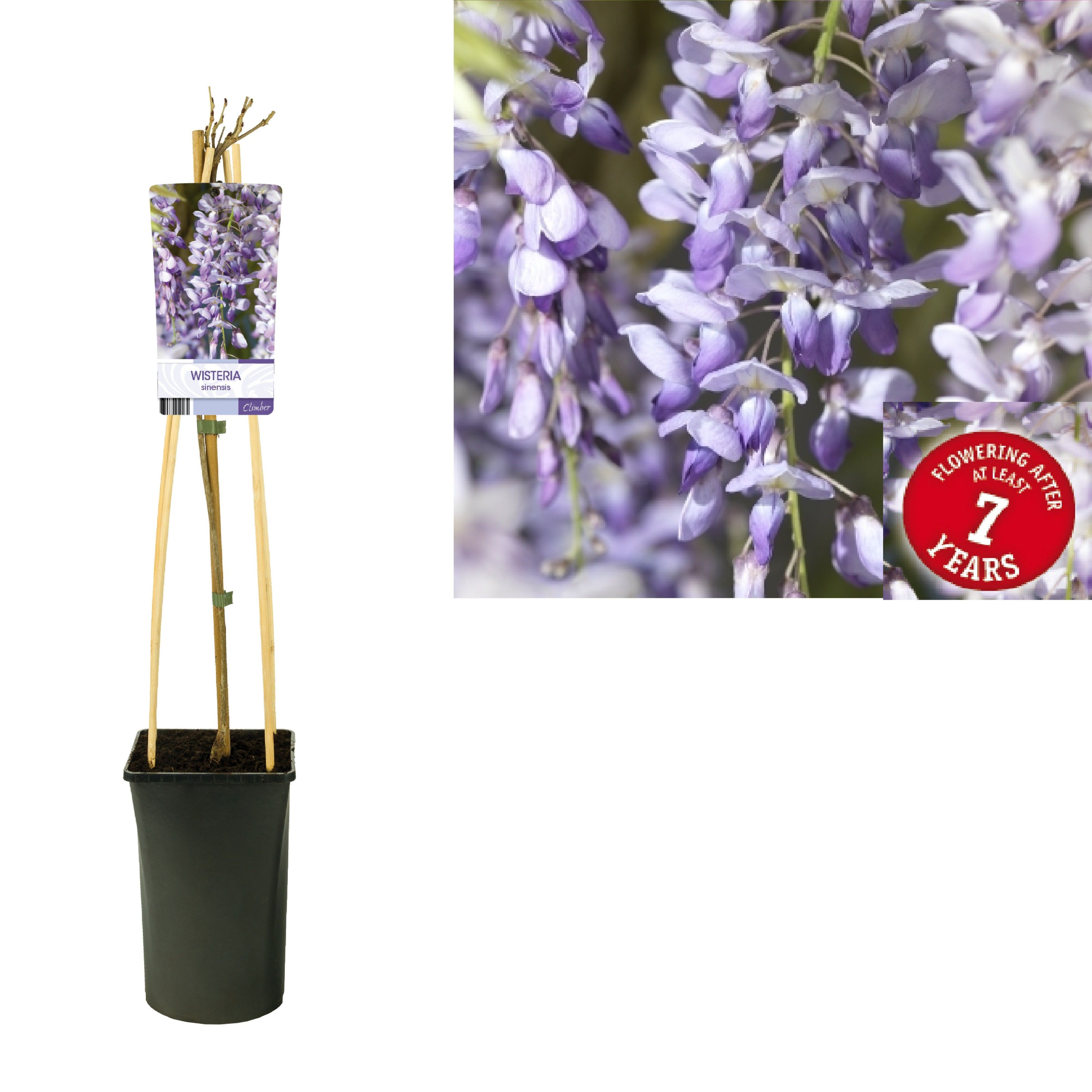 Wisteria sinensis 'from seed' +light label, D 17