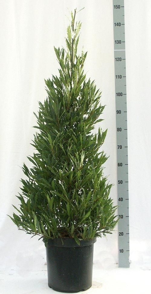 Laurus nobilis 'Angustifolia' Speciale Pyramide - Vlaamse Laurier, D 34