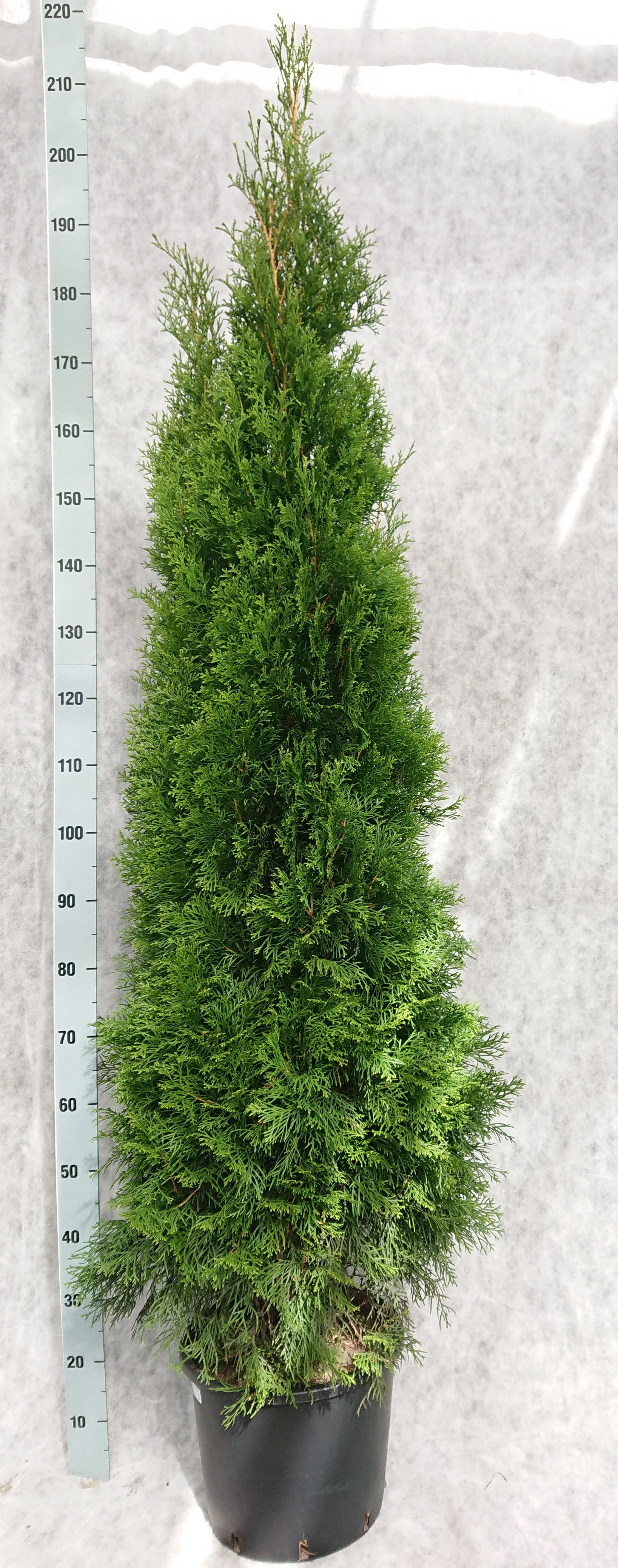 Thuja occidentalis 'Smaragd', D 33