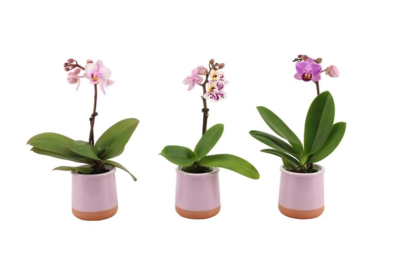 Valencia p06 lila Phal Tiny Dolls mix 1T07+ Aqu@, D 6