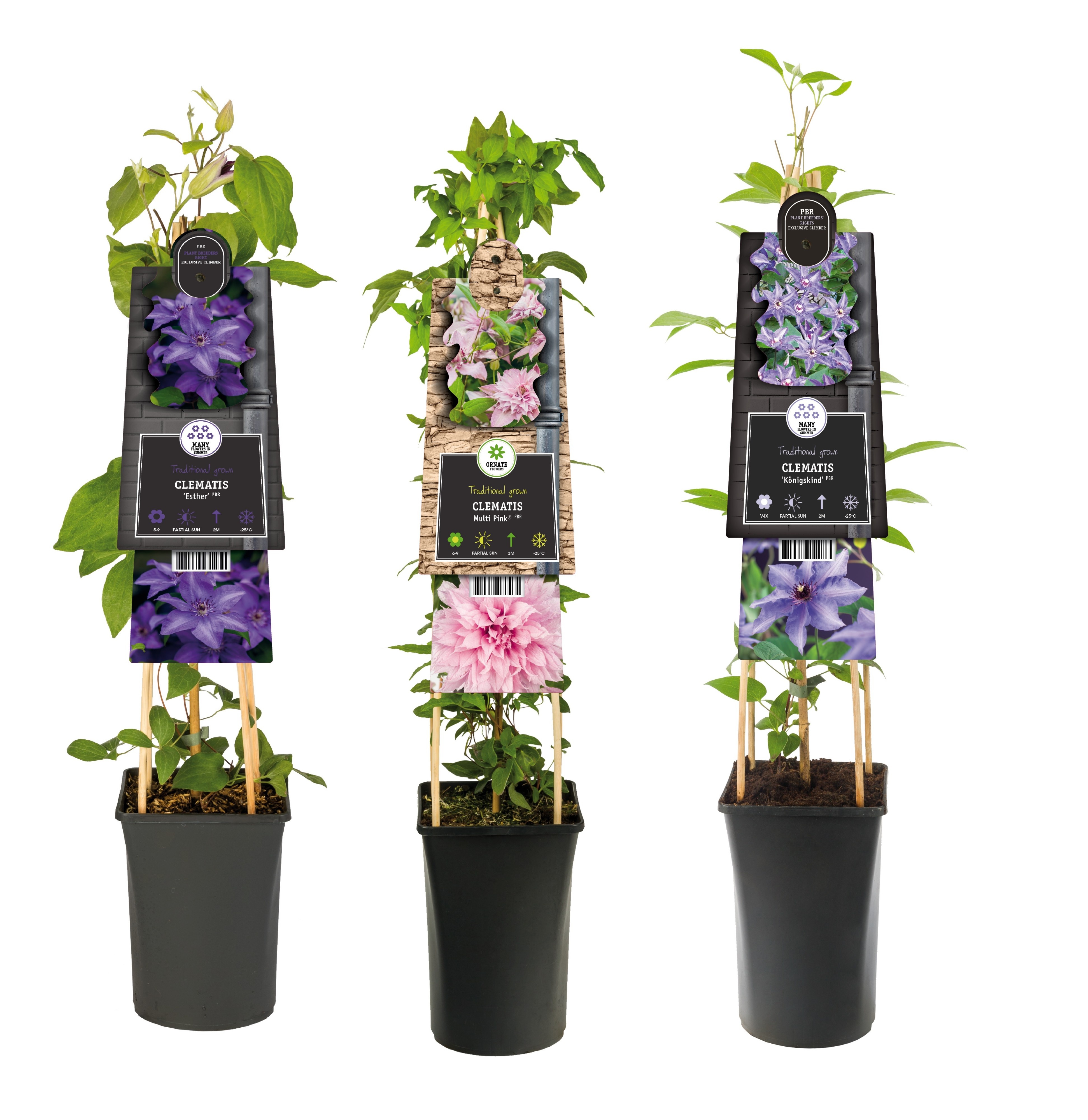 Mix CC Clematis exclusive +3.0 label, D 17