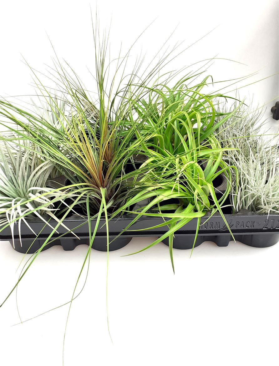 Tillandsia gemengd, D 20