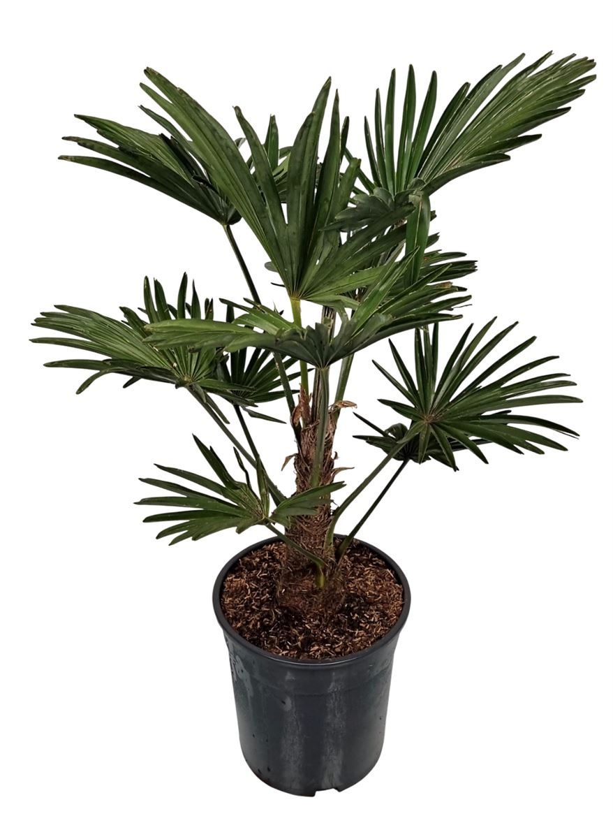 Trachycarpus Wagnerianus Nederlandse Teelt, D 24