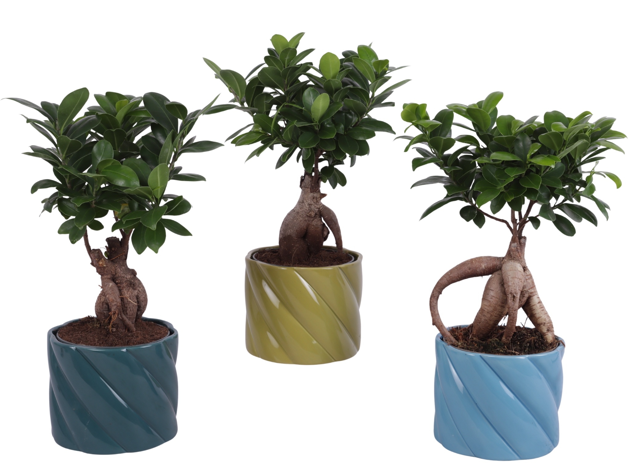 Ficus m. Ginseng Ball Shape Ø12cm in Ø14cm Ceramic FB674, D 14