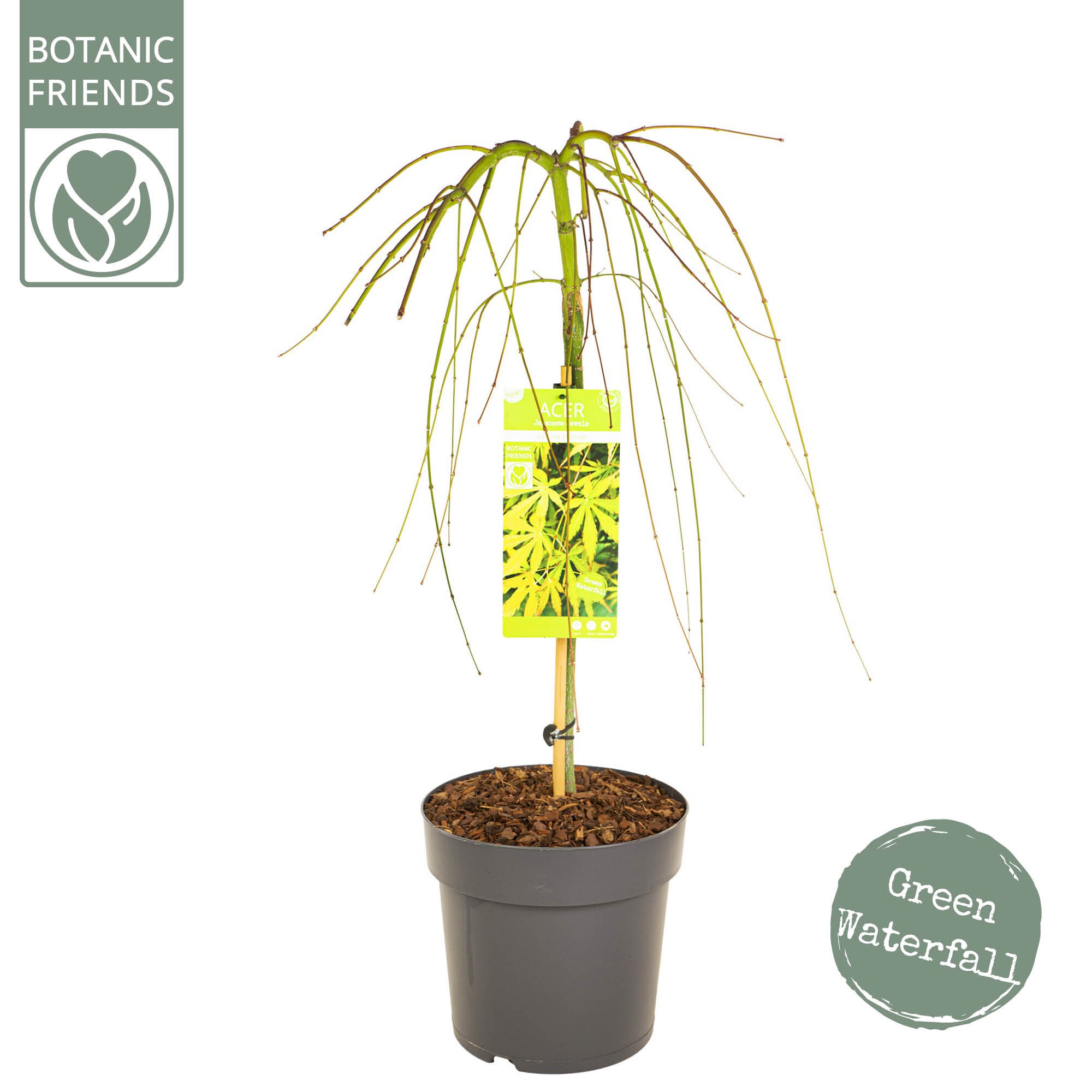 Acer palm. 'Cascade Emerald', D 29