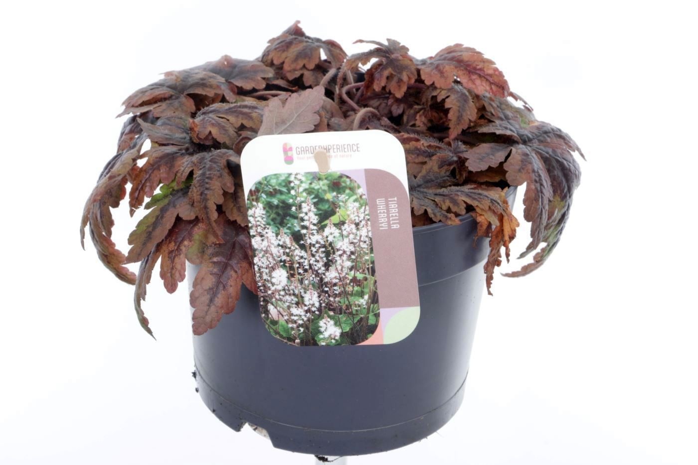 Tiarella cordifolia Sugar and Spice, D 17