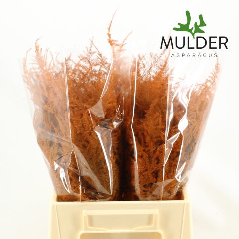 Аспарагус Овериг Крашеный (краш. ) 45, шт.