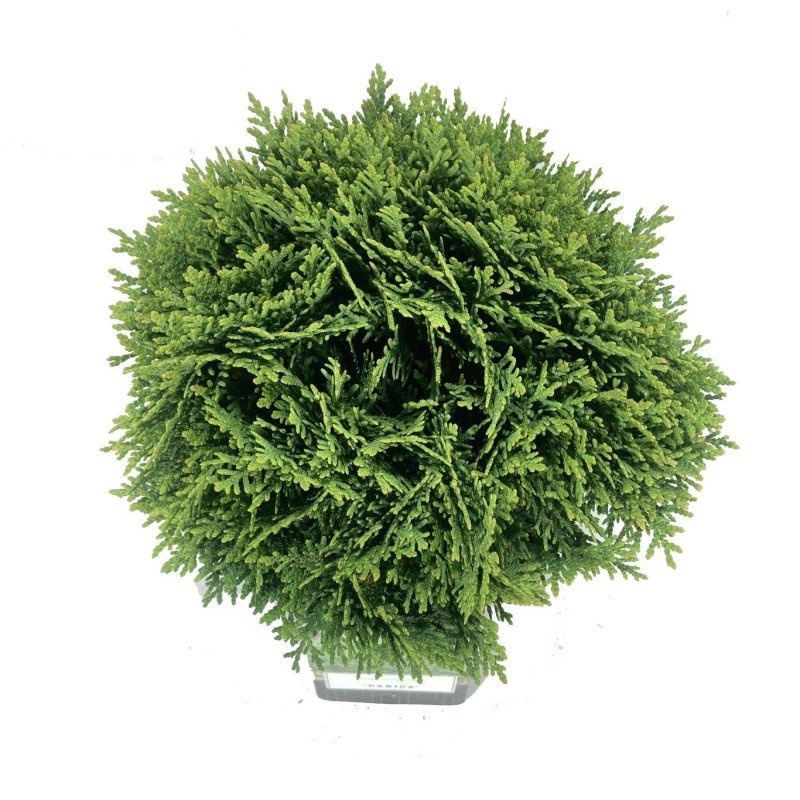 Thuja occ. 'Danica', D 18