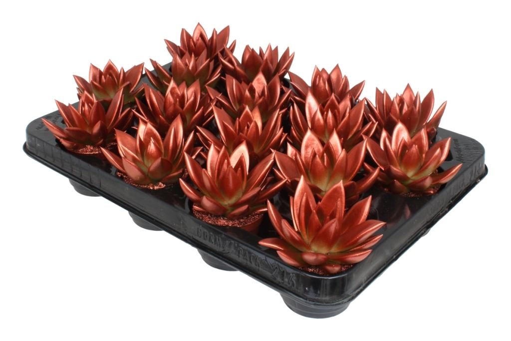 Miranda coloured metal free copper, D 6