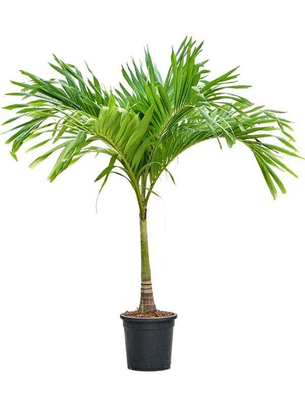 Veitchia (Adonidia) merrillii (180-200), D 35