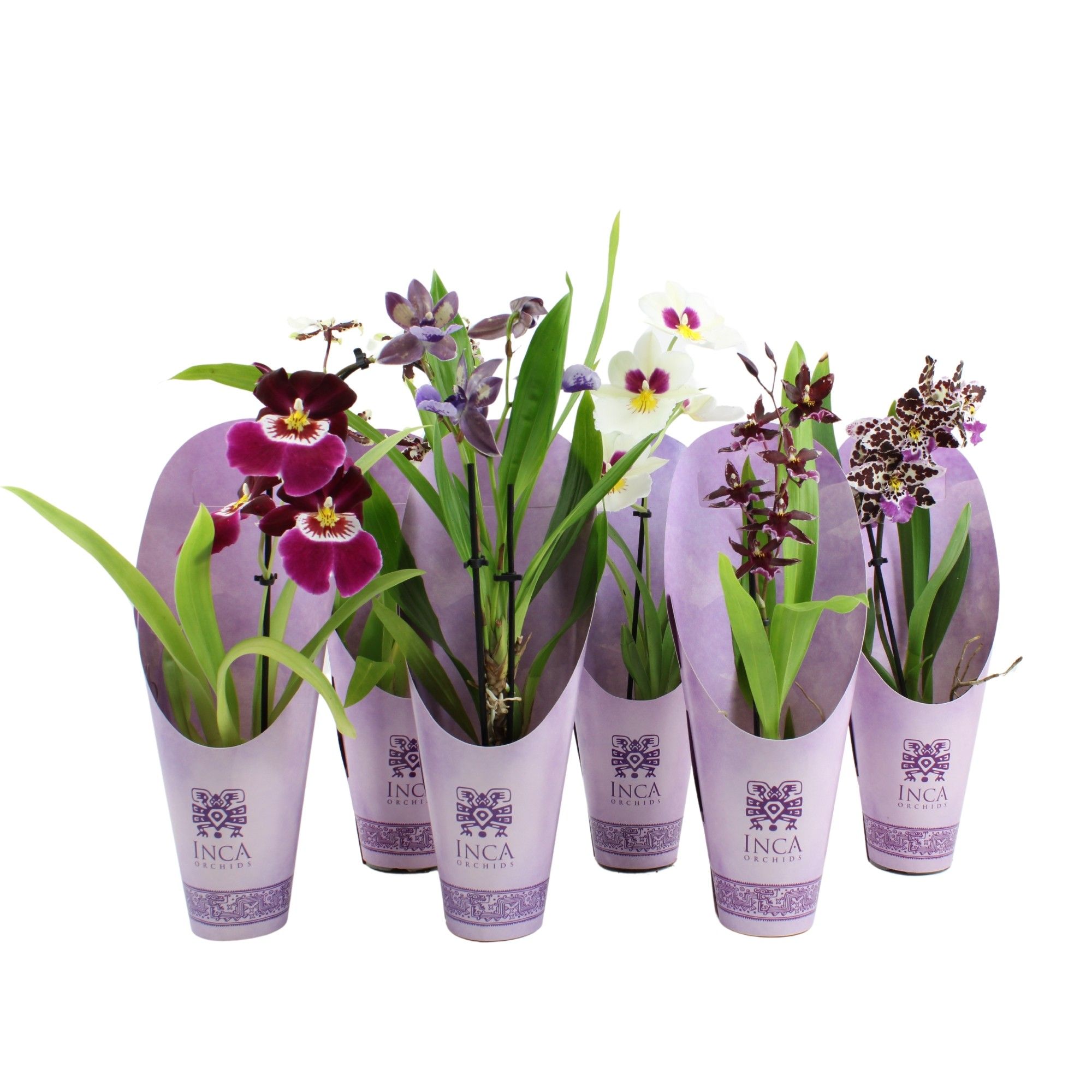 Inca Orchid Purple Pleasure mix 1 spike incl. cascade 9cm in luxury cover, D 9